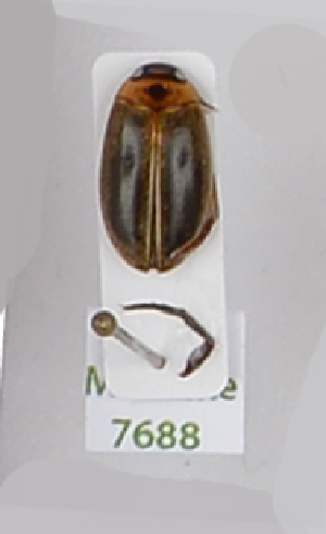  ( - AndDyt-CCDB29046-B08)  @11 [ ] CreativeCommons - Attribution Non-Commercial Share-Alike (2019) SNSB, Staatliche Naturwissenschaftliche Sammlungen Bayerns ZSM (SNSB, Zoologische Staatssammlung Muenchen)