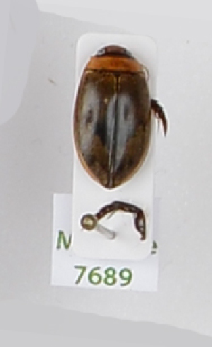  ( - AndDyt-CCDB29046-B09)  @11 [ ] CreativeCommons - Attribution Non-Commercial Share-Alike (2019) SNSB, Staatliche Naturwissenschaftliche Sammlungen Bayerns ZSM (SNSB, Zoologische Staatssammlung Muenchen)