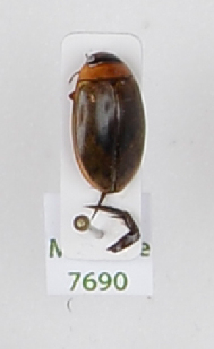  ( - AndDyt-CCDB29046-B10)  @11 [ ] CreativeCommons - Attribution Non-Commercial Share-Alike (2019) SNSB, Staatliche Naturwissenschaftliche Sammlungen Bayerns ZSM (SNSB, Zoologische Staatssammlung Muenchen)