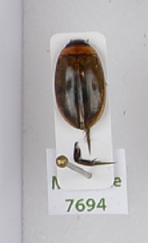  ( - AndDyt-CCDB29046-C02)  @11 [ ] CreativeCommons - Attribution Non-Commercial Share-Alike (2019) SNSB, Staatliche Naturwissenschaftliche Sammlungen Bayerns ZSM (SNSB, Zoologische Staatssammlung Muenchen)