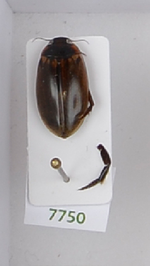  ( - AndDyt-CCDB29046-G10)  @11 [ ] CreativeCommons - Attribution Non-Commercial Share-Alike (2019) SNSB, Staatliche Naturwissenschaftliche Sammlungen Bayerns ZSM (SNSB, Zoologische Staatssammlung Muenchen)
