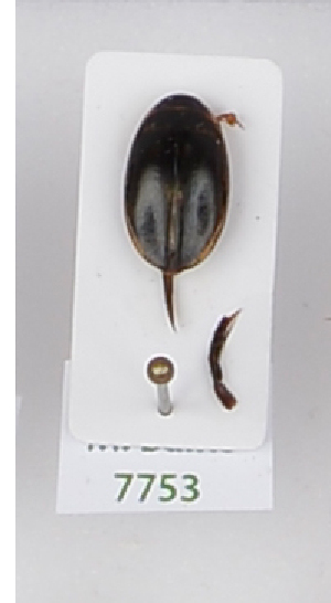  ( - AndDyt-CCDB29046-H01)  @11 [ ] CreativeCommons - Attribution Non-Commercial Share-Alike (2019) SNSB, Staatliche Naturwissenschaftliche Sammlungen Bayerns ZSM (SNSB, Zoologische Staatssammlung Muenchen)