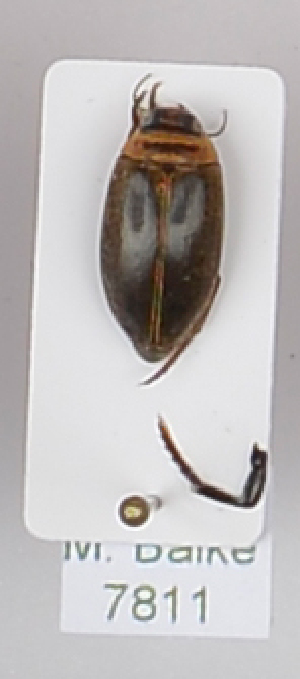  ( - AndDyt-CCDB29045-D12)  @11 [ ] CreativeCommons - Attribution Non-Commercial Share-Alike (2019) SNSB, Staatliche Naturwissenschaftliche Sammlungen Bayerns ZSM (SNSB, Zoologische Staatssammlung Muenchen)