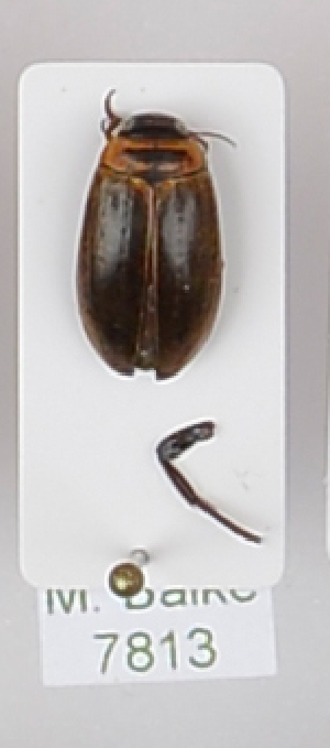  ( - AndDyt-CCDB29045-E02)  @11 [ ] CreativeCommons - Attribution Non-Commercial Share-Alike (2019) SNSB, Staatliche Naturwissenschaftliche Sammlungen Bayerns ZSM (SNSB, Zoologische Staatssammlung Muenchen)