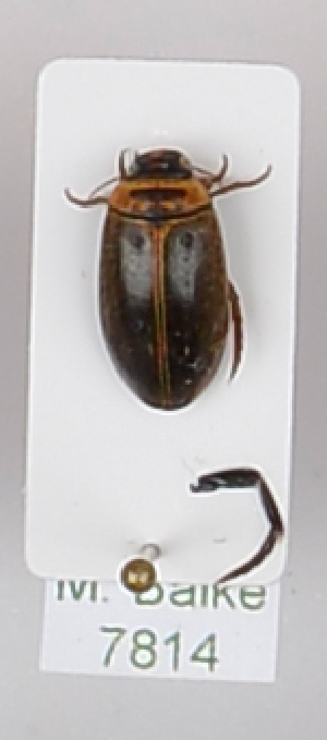  ( - AndDyt-CCDB29045-E03)  @11 [ ] CreativeCommons - Attribution Non-Commercial Share-Alike (2019) SNSB, Staatliche Naturwissenschaftliche Sammlungen Bayerns ZSM (SNSB, Zoologische Staatssammlung Muenchen)