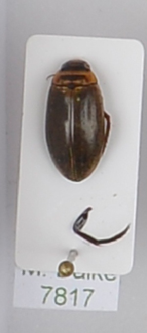  ( - AndDyt-CCDB29045-E06)  @11 [ ] CreativeCommons - Attribution Non-Commercial Share-Alike (2019) SNSB, Staatliche Naturwissenschaftliche Sammlungen Bayerns ZSM (SNSB, Zoologische Staatssammlung Muenchen)