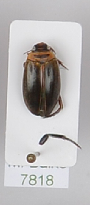  ( - AndDyt-CCDB29045-E07)  @11 [ ] CreativeCommons - Attribution Non-Commercial Share-Alike (2019) SNSB, Staatliche Naturwissenschaftliche Sammlungen Bayerns ZSM (SNSB, Zoologische Staatssammlung Muenchen)
