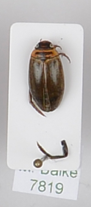  ( - AndDyt-CCDB29045-E08)  @11 [ ] CreativeCommons - Attribution Non-Commercial Share-Alike (2019) SNSB, Staatliche Naturwissenschaftliche Sammlungen Bayerns ZSM (SNSB, Zoologische Staatssammlung Muenchen)