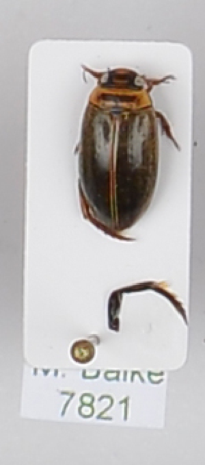  ( - AndDyt-CCDB29045-E10)  @11 [ ] CreativeCommons - Attribution Non-Commercial Share-Alike (2019) SNSB, Staatliche Naturwissenschaftliche Sammlungen Bayerns ZSM (SNSB, Zoologische Staatssammlung Muenchen)