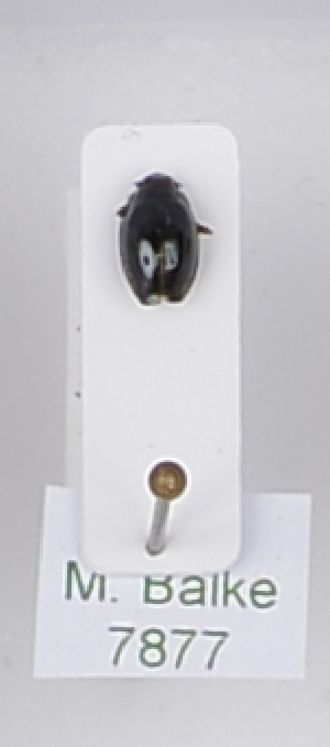  ( - AndDyt-CCDB31634-B07)  @11 [ ] CreativeCommons - Attribution Non-Commercial Share-Alike (2019) SNSB, Staatliche Naturwissenschaftliche Sammlungen Bayerns ZSM (SNSB, Zoologische Staatssammlung Muenchen)