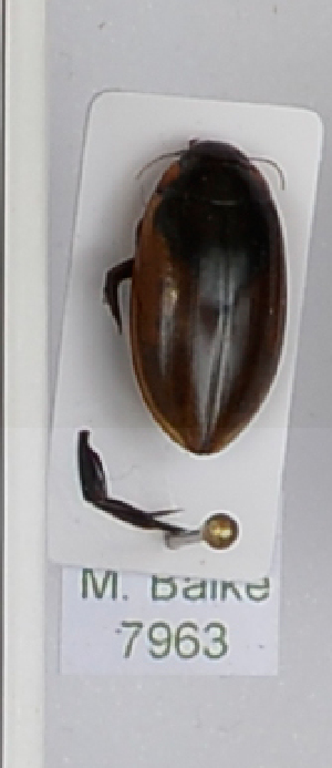  ( - AndDyt-CCDB29048-D02)  @11 [ ] CreativeCommons - Attribution Non-Commercial Share-Alike (2019) SNSB, Staatliche Naturwissenschaftliche Sammlungen Bayerns ZSM (SNSB, Zoologische Staatssammlung Muenchen)