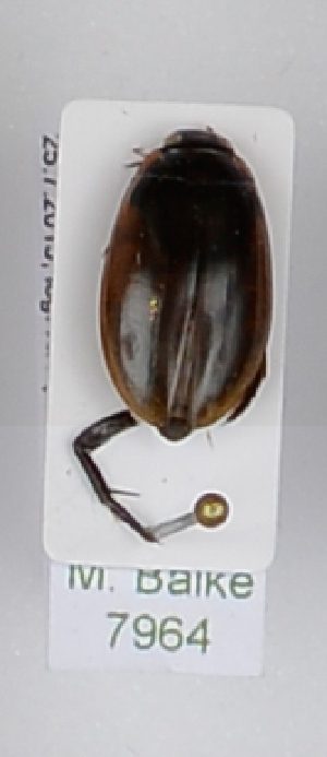 ( - AndDyt-CCDB29048-D03)  @11 [ ] CreativeCommons - Attribution Non-Commercial Share-Alike (2019) SNSB, Staatliche Naturwissenschaftliche Sammlungen Bayerns ZSM (SNSB, Zoologische Staatssammlung Muenchen)