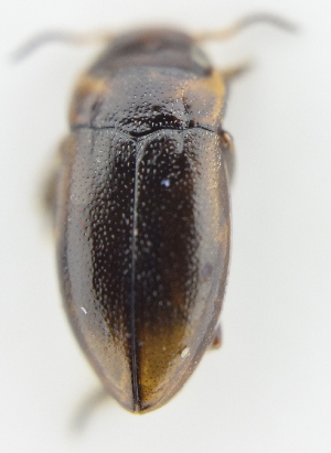  ( - AndDyt-CCDB30550-A01)  @11 [ ] CreativeCommons - Attribution Non-Commercial Share-Alike (2019) SNSB, Staatliche Naturwissenschaftliche Sammlungen Bayerns ZSM (SNSB, Zoologische Staatssammlung Muenchen)