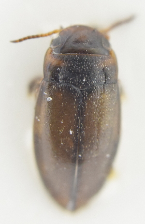  ( - AndDyt-CCDB30550-A02)  @11 [ ] CreativeCommons - Attribution Non-Commercial Share-Alike (2019) SNSB, Staatliche Naturwissenschaftliche Sammlungen Bayerns ZSM (SNSB, Zoologische Staatssammlung Muenchen)