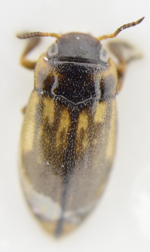  (Liodessus bogotensis chingaza - AndDyt-CCDB30550-A03)  @11 [ ] CreativeCommons - Attribution Non-Commercial Share-Alike (2019) SNSB, Staatliche Naturwissenschaftliche Sammlungen Bayerns ZSM (SNSB, Zoologische Staatssammlung Muenchen)