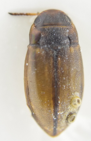  ( - AndDyt-CCDB30550-A05)  @11 [ ] CreativeCommons - Attribution Non-Commercial Share-Alike (2019) SNSB, Staatliche Naturwissenschaftliche Sammlungen Bayerns ZSM (SNSB, Zoologische Staatssammlung Muenchen)