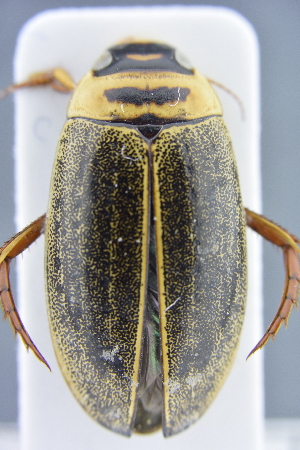  ( - AndDyt-CCDB30550-A08)  @11 [ ] CreativeCommons - Attribution Non-Commercial Share-Alike (2019) SNSB, Staatliche Naturwissenschaftliche Sammlungen Bayerns ZSM (SNSB, Zoologische Staatssammlung Muenchen)