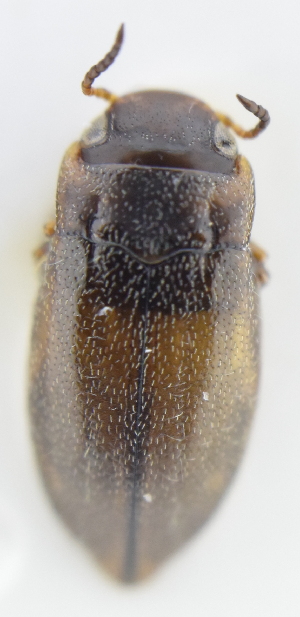  ( - AndDyt-CCDB30550-A09)  @11 [ ] CreativeCommons - Attribution Non-Commercial Share-Alike (2019) SNSB, Staatliche Naturwissenschaftliche Sammlungen Bayerns ZSM (SNSB, Zoologische Staatssammlung Muenchen)