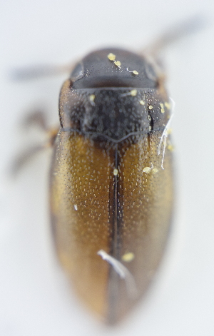  ( - AndDyt-CCDB30550-A11)  @11 [ ] CreativeCommons - Attribution Non-Commercial Share-Alike (2019) SNSB, Staatliche Naturwissenschaftliche Sammlungen Bayerns ZSM (SNSB, Zoologische Staatssammlung Muenchen)