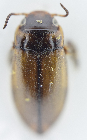  ( - AndDyt-CCDB30550-A12)  @11 [ ] CreativeCommons - Attribution Non-Commercial Share-Alike (2019) SNSB, Staatliche Naturwissenschaftliche Sammlungen Bayerns ZSM (SNSB, Zoologische Staatssammlung Muenchen)