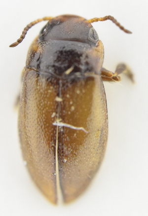 ( - AndDyt-CCDB30550-B01)  @11 [ ] CreativeCommons - Attribution Non-Commercial Share-Alike (2019) SNSB, Staatliche Naturwissenschaftliche Sammlungen Bayerns ZSM (SNSB, Zoologische Staatssammlung Muenchen)