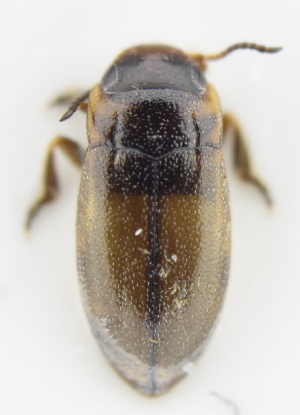  ( - AndDyt-CCDB30550-C01)  @11 [ ] CreativeCommons - Attribution Non-Commercial Share-Alike (2019) SNSB, Staatliche Naturwissenschaftliche Sammlungen Bayerns ZSM (SNSB, Zoologische Staatssammlung Muenchen)