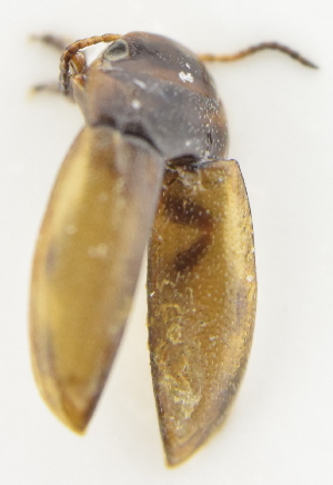  ( - AndDyt-CCDB30550-D01)  @11 [ ] CreativeCommons - Attribution Non-Commercial Share-Alike (2019) SNSB, Staatliche Naturwissenschaftliche Sammlungen Bayerns ZSM (SNSB, Zoologische Staatssammlung Muenchen)