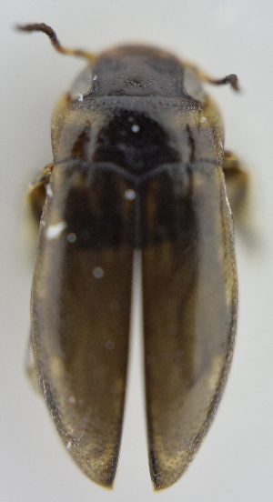 ( - AndDyt-CCDB30550-E01)  @11 [ ] CreativeCommons - Attribution Non-Commercial Share-Alike (2019) SNSB, Staatliche Naturwissenschaftliche Sammlungen Bayerns ZSM (SNSB, Zoologische Staatssammlung Muenchen)