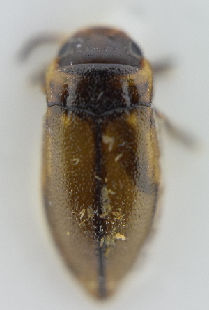  ( - AndDyt-CCDB30550-F01)  @11 [ ] CreativeCommons - Attribution Non-Commercial Share-Alike (2019) SNSB, Staatliche Naturwissenschaftliche Sammlungen Bayerns ZSM (SNSB, Zoologische Staatssammlung Muenchen)