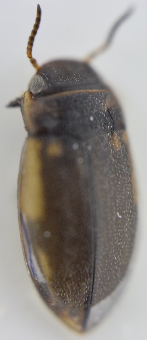  ( - AndDyt-CCDB30550-H01)  @11 [ ] CreativeCommons - Attribution Non-Commercial Share-Alike (2019) SNSB, Staatliche Naturwissenschaftliche Sammlungen Bayerns ZSM (SNSB, Zoologische Staatssammlung Muenchen)
