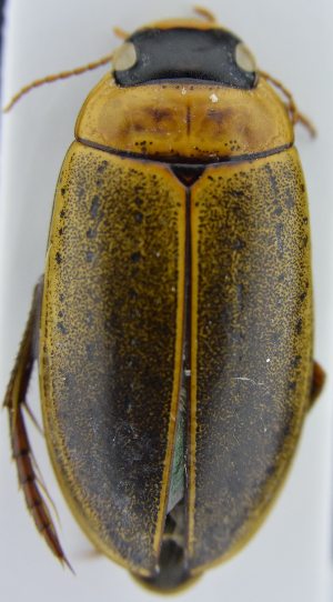  ( - AndDyt-CCDB30551-H02)  @11 [ ] CreativeCommons - Attribution Non-Commercial Share-Alike (2019) SNSB, Staatliche Naturwissenschaftliche Sammlungen Bayerns ZSM (SNSB, Zoologische Staatssammlung Muenchen)