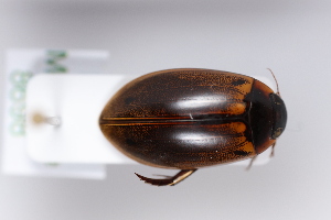  ( - MB8698)  @11 [ ] by-nc-sa (2020) SNSB, Staatliche Naturwissenschaftliche Sammlungen Bayerns ZSM (SNSB, Zoologische Staatssammlung Muenchen)