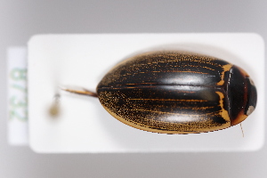  ( - MB8732)  @11 [ ] by-nc-sa (2020) SNSB, Staatliche Naturwissenschaftliche Sammlungen Bayerns ZSM (SNSB, Zoologische Staatssammlung Muenchen)
