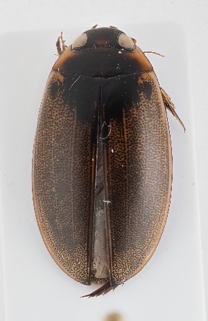  ( - MB9924)  @11 [ ] by-nc-sa (2023) SNSB, Staatliche Naturwissenschaftliche Sammlungen Bayerns SNSB, Staatliche Naturwissenschaftliche Sammlungen Bayerns