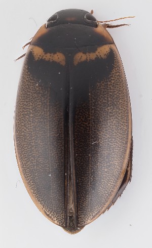  ( - MB9939)  @11 [ ] by-nc-sa (2023) SNSB, Staatliche Naturwissenschaftliche Sammlungen Bayerns SNSB, Staatliche Naturwissenschaftliche Sammlungen Bayerns