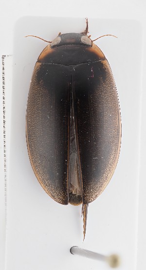  ( - MB9940)  @11 [ ] by-nc-sa (2023) SNSB, Staatliche Naturwissenschaftliche Sammlungen Bayerns SNSB, Staatliche Naturwissenschaftliche Sammlungen Bayerns
