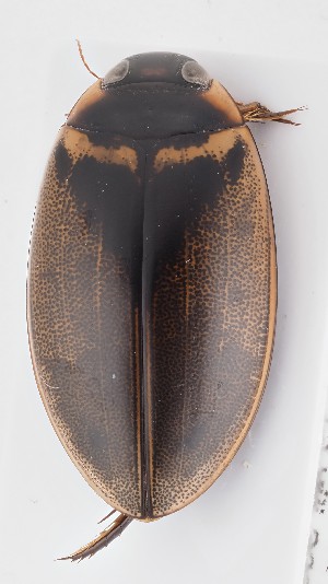  ( - MB9941)  @11 [ ] by-nc-sa (2023) SNSB, Staatliche Naturwissenschaftliche Sammlungen Bayerns SNSB, Staatliche Naturwissenschaftliche Sammlungen Bayerns