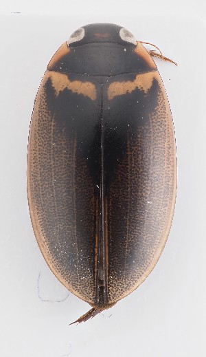  ( - MiBa10016)  @11 [ ] by-nc-sa (2023) SNSB, Staatliche Naturwissenschaftliche Sammlungen Bayerns SNSB, Staatliche Naturwissenschaftliche Sammlungen Bayerns