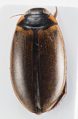  ( - MiBa10074)  @11 [ ] by-nc-sa (2023) SNSB, Staatliche Naturwissenschaftliche Sammlungen Bayerns SNSB, Staatliche Naturwissenschaftliche Sammlungen Bayerns