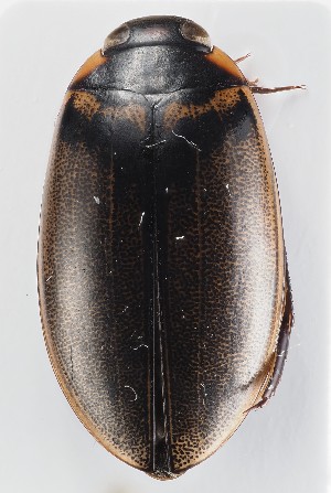  ( - MiBa10075)  @11 [ ] by-nc-sa (2023) SNSB, Staatliche Naturwissenschaftliche Sammlungen Bayerns SNSB, Staatliche Naturwissenschaftliche Sammlungen Bayerns