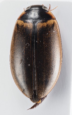  ( - MiBa10094)  @11 [ ] by-nc-sa (2023) SNSB, Staatliche Naturwissenschaftliche Sammlungen Bayerns SNSB, Staatliche Naturwissenschaftliche Sammlungen Bayerns