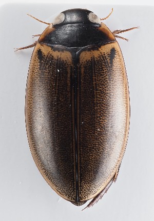  ( - MiBa10095)  @11 [ ] by-nc-sa (2023) SNSB, Staatliche Naturwissenschaftliche Sammlungen Bayerns SNSB, Staatliche Naturwissenschaftliche Sammlungen Bayerns