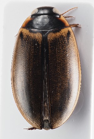  ( - MiBa10096)  @11 [ ] by-nc-sa (2023) SNSB, Staatliche Naturwissenschaftliche Sammlungen Bayerns SNSB, Staatliche Naturwissenschaftliche Sammlungen Bayerns