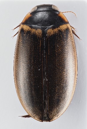  ( - MiBa10097)  @11 [ ] by-nc-sa (2023) SNSB, Staatliche Naturwissenschaftliche Sammlungen Bayerns SNSB, Staatliche Naturwissenschaftliche Sammlungen Bayerns
