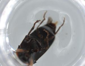  (Steinernema - BIOUG59982-D10.NTS1)  @11 [ ] CreativeCommons - Attribution (2020) Centre for Biodiversity Genomics Centre for Biodiversity Genomics