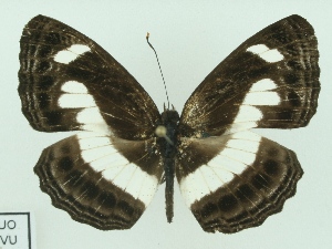  (Neptis nemetes - ABRI-2015-02692)  @15 [ ] Unspecified (default): All Rights Reserved  Unspecified Unspecified