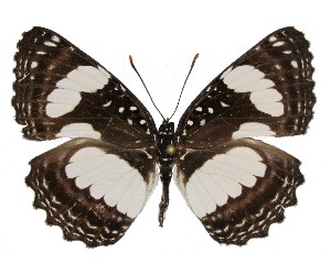  ( - TD_0128)  @11 [ ] CreativeCommons - Attribution Non-Commercial Share-Alike (2010) Ian Richardson African Butterfly Research Institution
