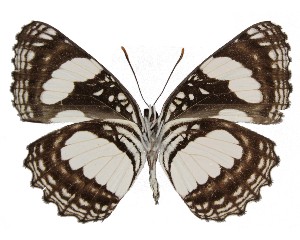  ( - TD_0128)  @11 [ ] CreativeCommons - Attribution Non-Commercial Share-Alike (2010) Ian Richardson African Butterfly Research Institution