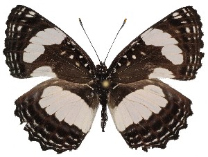  ( - TD_0129)  @11 [ ] CreativeCommons - Attribution Non-Commercial Share-Alike (2010) Ian Richardson African Butterfly Research Institution