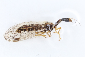  ( - RAP_1)  @11 [ ] Unspecified (default): All Rights Reserved  Unspecified Unspecified